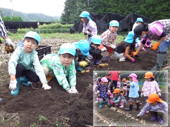 令和2年9月10日（木）陸別保育所全員による「じゃが芋、玉ねぎ」の収穫体験